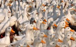 Muncul Wabah Virus Flu Burung H5N8, Prancis Musnahkan Ribuan Bebek