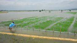 Banjir, Ribuan Hektare Sawah Desa Wonosoco Kudus Terancam Gagal Panen