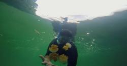 Ide Wisata di Kalimantan Timur, Asyik Berenang di Danau Kakaban dengan Ubur-Ubur Langka
