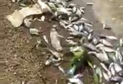 Mendadak, Ikan di Waduk Jatiluhur Mati Massal<