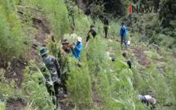 Video  BNN Musnahkan Ladang Ganja Seluas 4 Hektare di Aceh Besar
