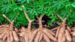 Dinas Pangan Aceh Targetkan Tingkatkan Produksi Ubi Kayu Tahun 2021