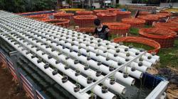 Kampung Ramah Lingkungan Bogor Budi Daya Lele, Seminggu Hasilkan 100 Kg Ikan