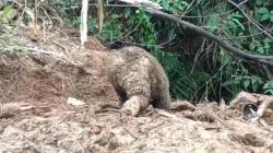 Beruang Madu Malang, Terjerat Jebakan Babi Hutan di Pidie Jaya hingga Luka Parah<