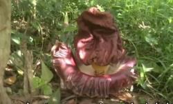 Video Bunga Bangkai Tumbuh di Kebun Hebohkan Warga Subang