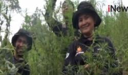 Video Ribuan Tanaman Ganja Ditemukan di Ladang Mandailing Natal