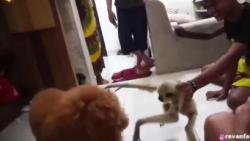 Kapolres Pelalawan Klarifikasi soal Video Viral Owa vs Anjing