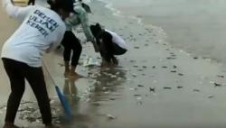 Ribuan Ikan Terdampar di Pantai Jimbaran Bali, Warga dan Nelayan Berebut Menangkap