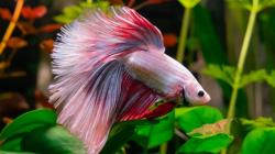 7 Tips Pelihara Ikan Cupang bagi Pemula<