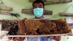 Permintaan Madu Trigona Naik Selama Pandemi Covid-19