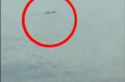 Video Warga Diserang Buaya Muara di Pantai Talise Palu<