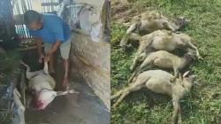 Geger, Puluhan Kambing di Kuningan Mati Misterius dengan Luka Gigitan di Leher