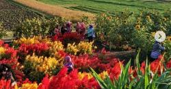 Indahnya Warna-warni Kebun Bunga di Pantai Samas Yogyakarta