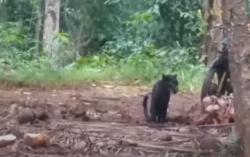 Video BKSDA Tangkap Macan Kumbang Berkeliaran di Taman Hutan Raya Carita Pandeglang