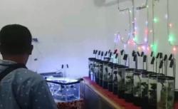 Video Kreasi Unik Aquascape Ikan Cupang dari Botol Bekas Sirup