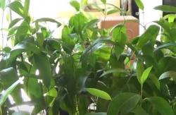 Video Jurnalis Olah Daun Eucalyptus Bangkitkan Ekonomi di Tengah Pandemi 