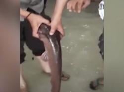 Video Ikan Lele Berukuran 1 Meter Masuk ke Polsek Rappocini