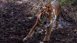  Gawat! 2 Ekor Harimau Milik Sinka Zoo Singkawang Lepas dan Berkeliaran <
