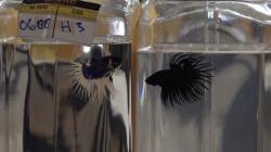 1.000 Ikan Cupang di Palembang Ikut Kontes Adu Kecantikan <