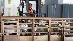 Ekspor Perdana 2.000 Domba ke Brunei Darussalam