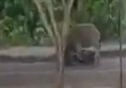 Video Kerbau Mengamuk Seruduk Dua Motor di Bangkinang Riau