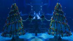 Pertunjukan Dalam Air Sambut Libur Natal dan Tahun Baru 2021