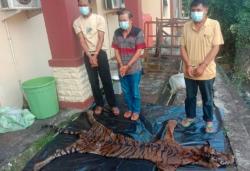 Polisi Tangkap 3 Pemburu Liar Harimau Sumatera di Bengkulu