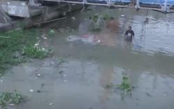 Video Serunya Warga Berebut Ratusan Ikan Mabuk di Sungai Wonokromo Surabaya