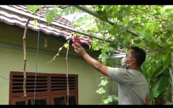 Peluang Bisnis dan Pemanis Halaman, Anggur Ukraina Tumbuh Subur di Palembang <