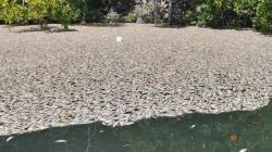 Ikan-ikan Kecil di Kawasan Piaynemo Raja Ampat Mati Mendadak