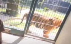 Video Irfan Hakim Intip 2 Harimau Benggala Kawin 