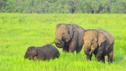 Melihat Kehidupan Gajah Jinak di Taman Nasional Way Kambas