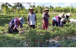 Waduh, Harga Cabai Melonjak hingga 100 Persen