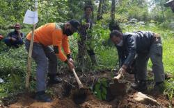 31 Pohon Sakura Jenis Prunus Cerasoides Ditanam di Lereng Gunung Lawu 
