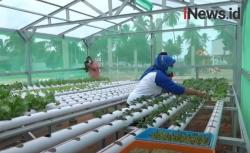 Video Istri Nelayan di Pulau Bintan Siasati Musim Ombak dengan Tanam Sayuran Hidroponik