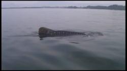 Kawanan Hiu Tutul Sambut Wisatawan di Pantai Bohay Probolinggo 