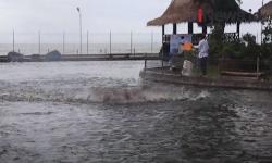 Surga Pemancing, Kolam Raksasa di Pinggir Pantai Carita Berisi 1,7 Juta Ikan Patin