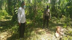 2 Ekor Lembu di Bahorok Ditemukan Mati Penuh Luka, Diduga Dimangsa Harimau