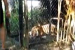 Video Harimau Masuk Perangkap BKSDA di Aceh Singkil