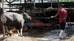 Tukang Jagal di Makassar Diberangkatkan ke Bogor untuk Dapat Pelatihan