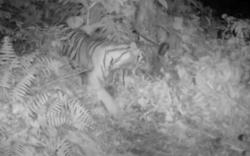 Video Harimau Sumatera Mangsa Ternak Sapi di Langkat Sumut