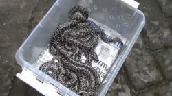 Ngeri! Belasan Ekor Anak Ular Sanca Molurus Muncul di 2 Rumah Warga di Kota Makassar