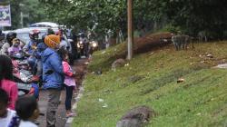 Warga Berkerumun Beri Makan Monyet Liar di Pinggir Jalan Kapuk Muara