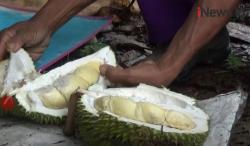 Sensasi Menikmati Durian Langsung dari Pohon di Desa Wisata Namang Bangka Tengah