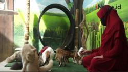 Video Dokter Umum di Banda Aceh Rela Pungut dan Rawat Ratusan Kucing Jalanan