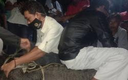 Buaya Tangkapan Nelayan Lampung Timur di Pelelangan Ikan Dievakuasi<