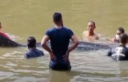 Video Hiu Paus Tutul Terdampar di Muara Sungai Wanggu Kendari