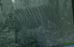 Video Aksi Penyelamatan Harimau Sumatra