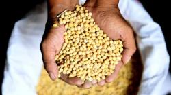 Harga Melambung, Kementan Janji Lipat Gandakan Produksi Kedelai Nasional