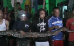 Video Penampakan Ular Sanca 6 Meter Pemangsa Hewan Peliharaan di Bekasi